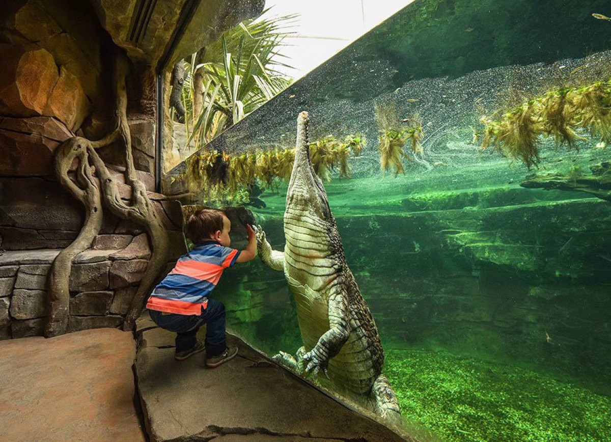 московский зоопарк крокодилов