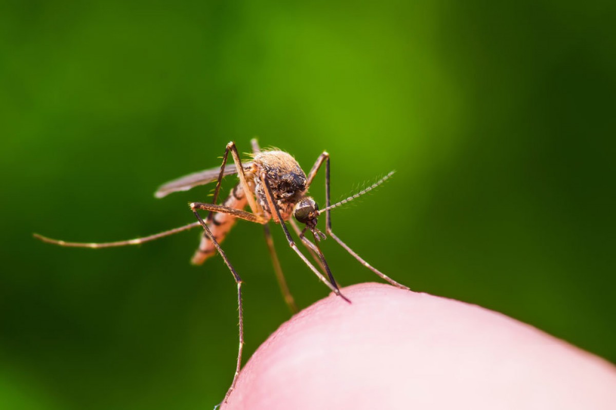 Как избавиться от комаров в квартире: от народных средств до передовых технологий
